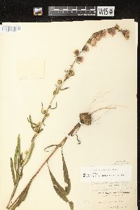 Liatris aspera image