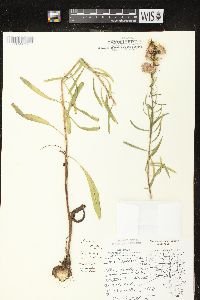 Liatris aspera image