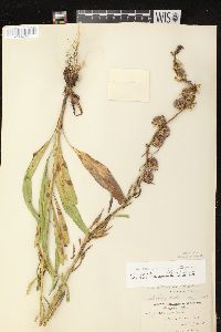 Liatris aspera image