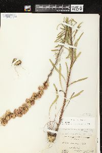 Liatris aspera image