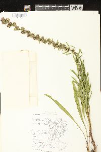 Liatris aspera image