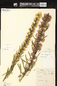 Liatris aspera image