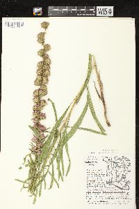 Liatris aspera image