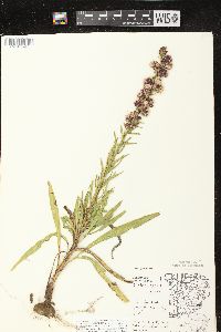 Liatris aspera image