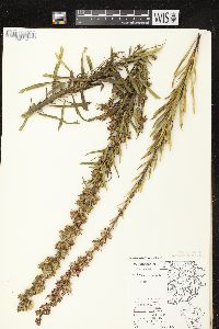 Liatris aspera image