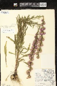 Liatris aspera image