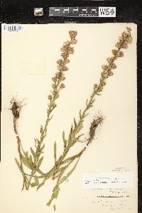 Liatris aspera image