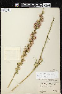 Liatris aspera image