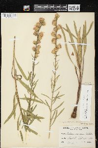 Liatris aspera image