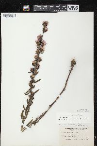 Liatris aspera image