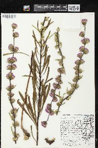 Liatris aspera image