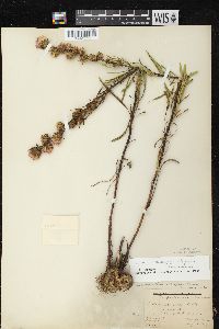 Liatris aspera image