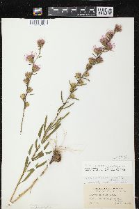 Liatris aspera image