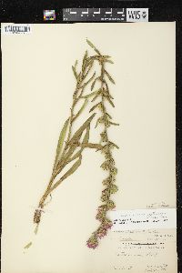 Liatris aspera image