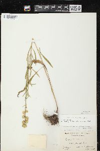 Liatris aspera image