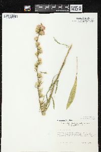 Liatris aspera image