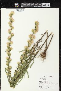 Liatris aspera image