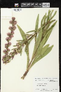 Liatris aspera image