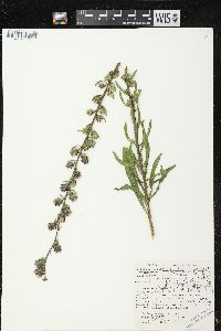 Liatris aspera image