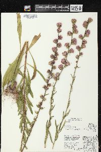 Liatris aspera image