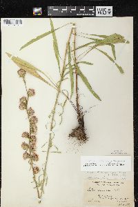 Liatris aspera image