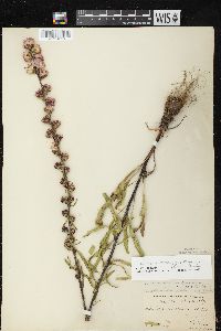 Liatris aspera image