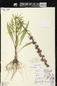 Liatris aspera image