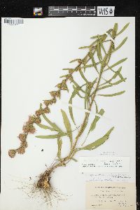 Liatris aspera image