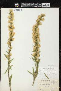 Liatris aspera image