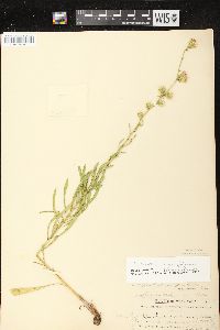 Liatris aspera image