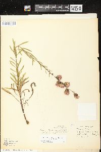 Liatris aspera image