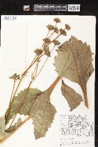 Silphium perfoliatum image