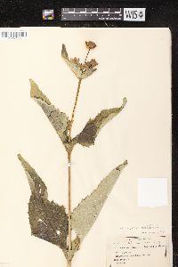 Silphium perfoliatum image