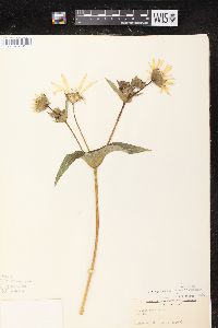 Silphium perfoliatum var. perfoliatum image