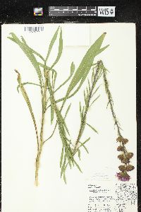 Liatris ligulistylis image