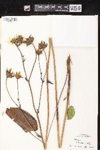 Silphium terebinthinaceum var. terebinthinaceum image