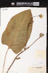 Silphium terebinthinaceum image