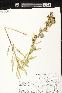 Liatris aspera image