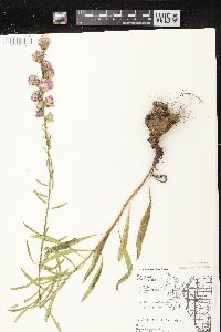 Liatris aspera image