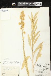 Liatris aspera image