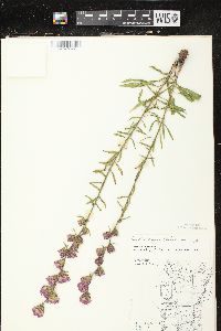 Liatris aspera image