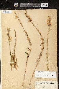 Liatris aspera image