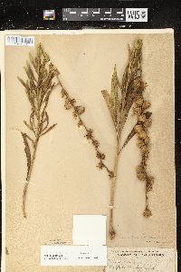 Liatris aspera image