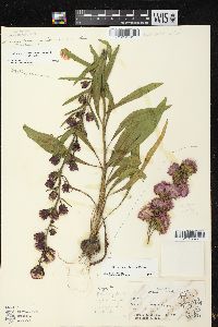 Liatris aspera image