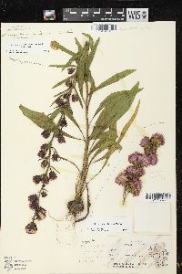 Liatris aspera image