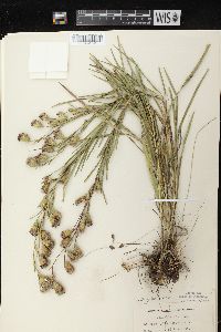 Liatris cylindracea image