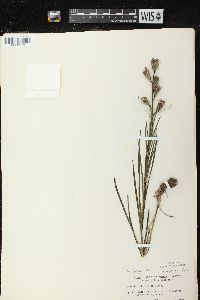 Liatris cylindracea image