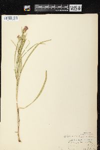 Liatris cylindracea image