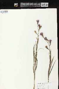 Liatris cylindracea image