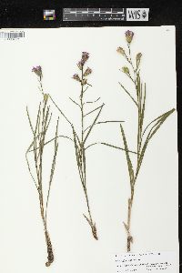 Liatris cylindracea image